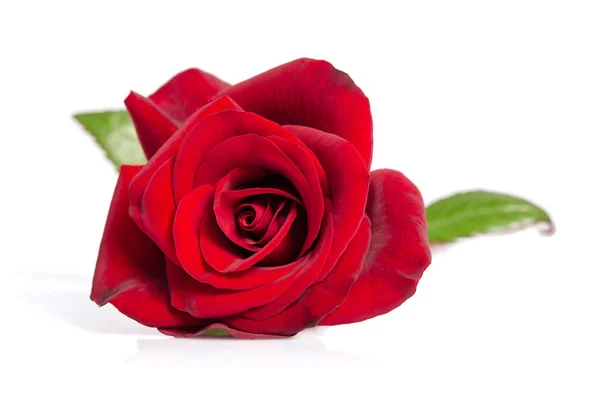 Bud červené růže — Stock fotografie