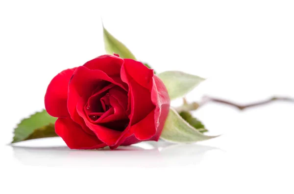 Bud of red rose with drops of drew — Stock Photo, Image