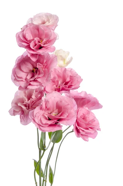 Bos van roze eustoma bloemen geïsoleerd op wit — Stockfoto