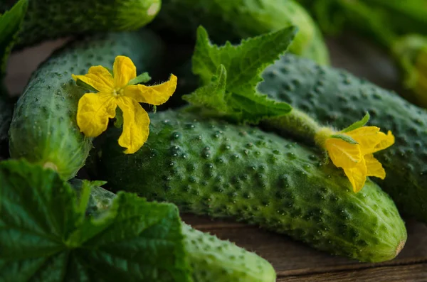 Harvest cucumbers on the wooden background — Stock Photo, Image