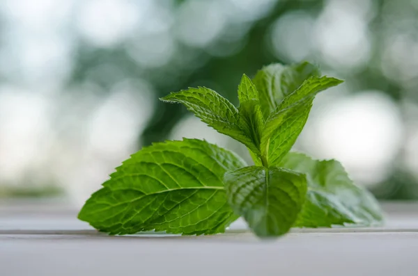 新鲜的绿色薄荷白色木制的桌子上 — 图库照片