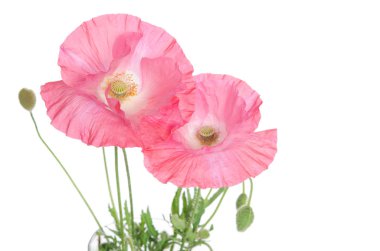 Beyaz arka plan üzerinde izole pembe haşhaş