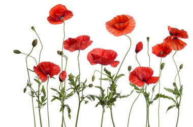 Kırmızı gelincikler beyaz arkaplanda izole edilmiş