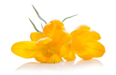 Çiğdem çiçek üzerinde beyaz izole 