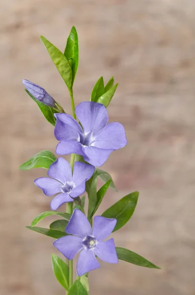 Красивые голубые цветы на деревянном фоне — стоковое фото