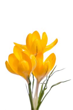 beyaz izole bitkisi çiçeği. 