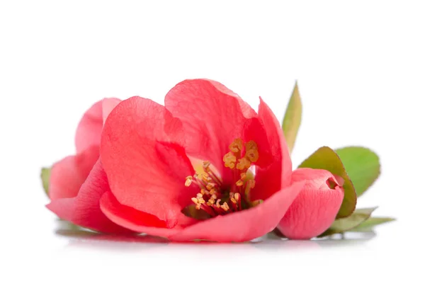 Hermosas flores de coral con brotes sobre fondo blanco — Foto de Stock