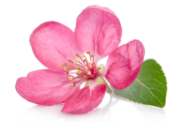Gyönyörű rózsaszín virág elszigetelt fehér háttér — Stock Fotó