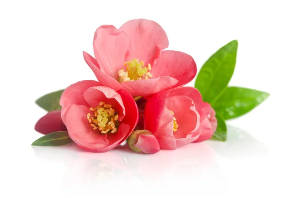 白い背景の上の芽と美しいピンク色の花 — ストック写真