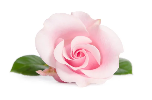 Capullo de rosa aislado sobre fondo blanco —  Fotos de Stock