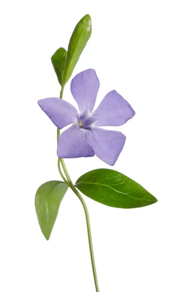 Periwinkle цветок изолирован на белом фоне — стоковое фото