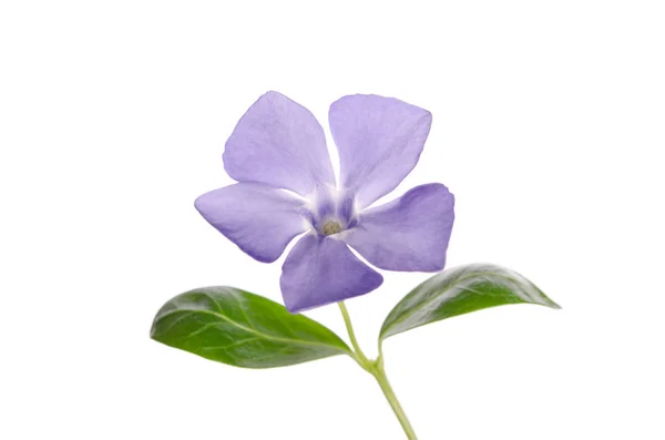 Periwinkle Blume isoliert auf weißem Hintergrund — Stockfoto