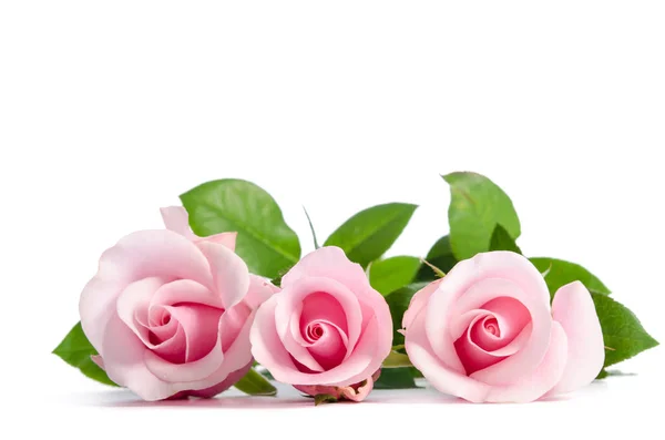 Drei rosa Rosen liegen auf weißem Hintergrund — Stockfoto