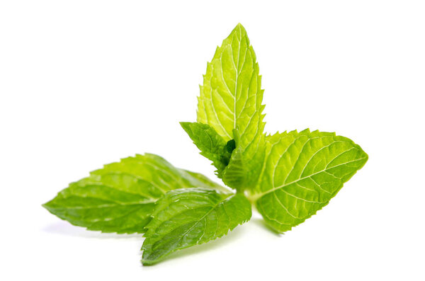 Зеленый мята изолированы на белом фоне
