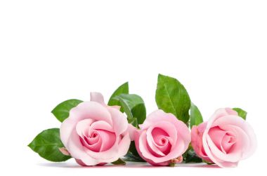 Üç pembe beyaz arka plan üzerinde yalan gül 