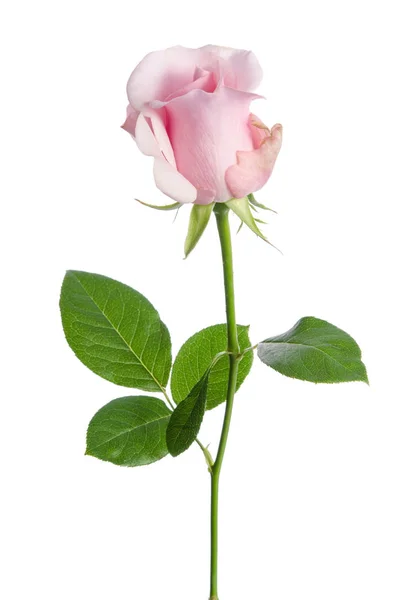 Único rosa isolado no fundo branco — Fotografia de Stock