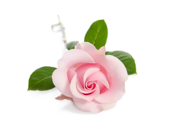 白い背景で隔離された単一のピンクのバラ — ストック写真