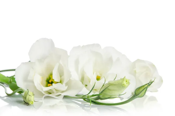 Bellissimi fiori di eustoma bianco isolati su sfondo bianco — Foto Stock
