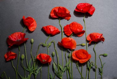 Gri arka plan üzerinde kırmızı haşhaş