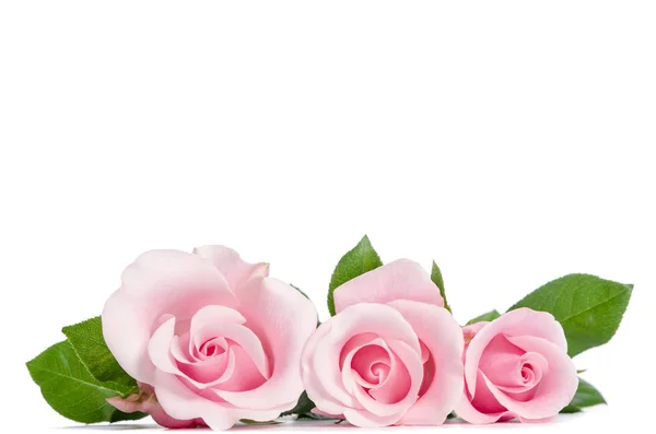 Tři růžové růže, ležící na bílém pozadí — Stock fotografie