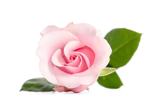 Único botão de rosa rosa isolado no fundo branco — Fotografia de Stock