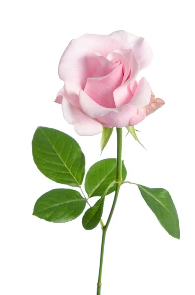 Single pink rose isolated on white background — Stock Photo, Image