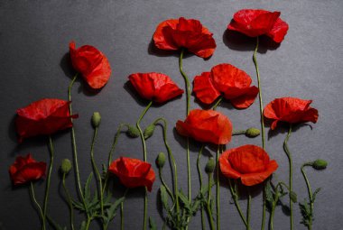 Gri arka plan üzerinde kırmızı haşhaş