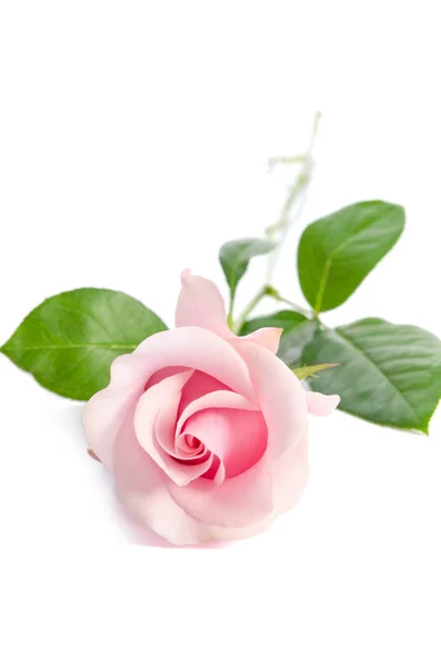 Egyetlen bimbót, rózsaszín rózsa elszigetelt háttér — Stock Fotó