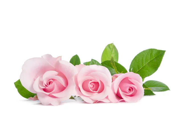 Τρία ροζ τριαντάφυλλο ξαπλωμένος σε λευκό φόντο — Φωτογραφία Αρχείου