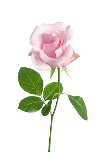 Single pink rose isolated on white background — Stock Photo, Image