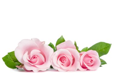 Üç pembe beyaz arka plan üzerinde yalan gül 