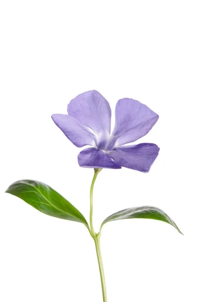 Flor periwinkle aislado sobre fondo blanco — Foto de Stock