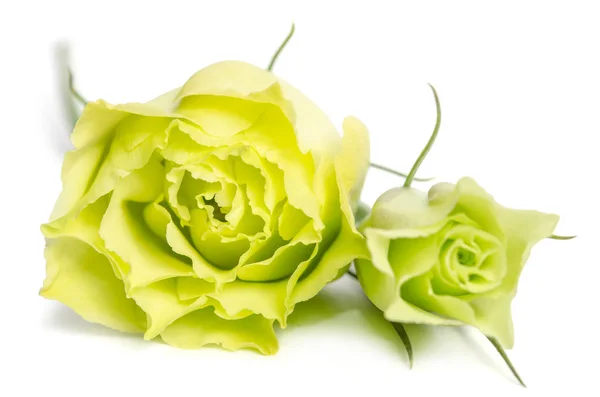 Två gröna rosor liggande på vit bakgrund — Stockfoto