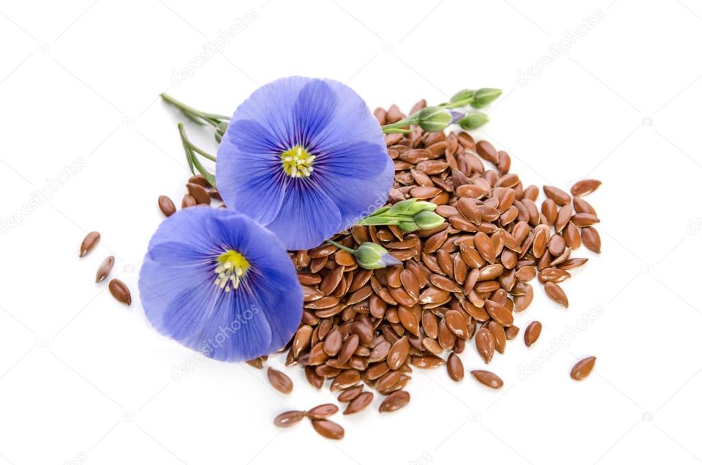 Beautiful flowers of flax with seeds isolated  on white