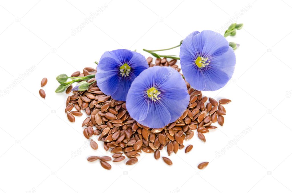 Beautiful flowers of flax with seeds isolated  on white