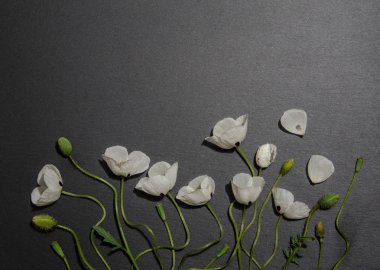 gri arka plan üzerinde beyaz haşhaş