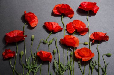 Gri arka plan üzerinde kırmızı haşhaş