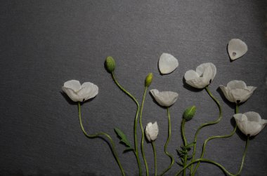 gri arka plan üzerinde beyaz haşhaş