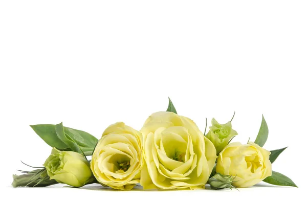 Boeket groene rozen liggend op witte achtergrond — Stockfoto