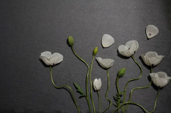 gri arka plan üzerinde beyaz haşhaş