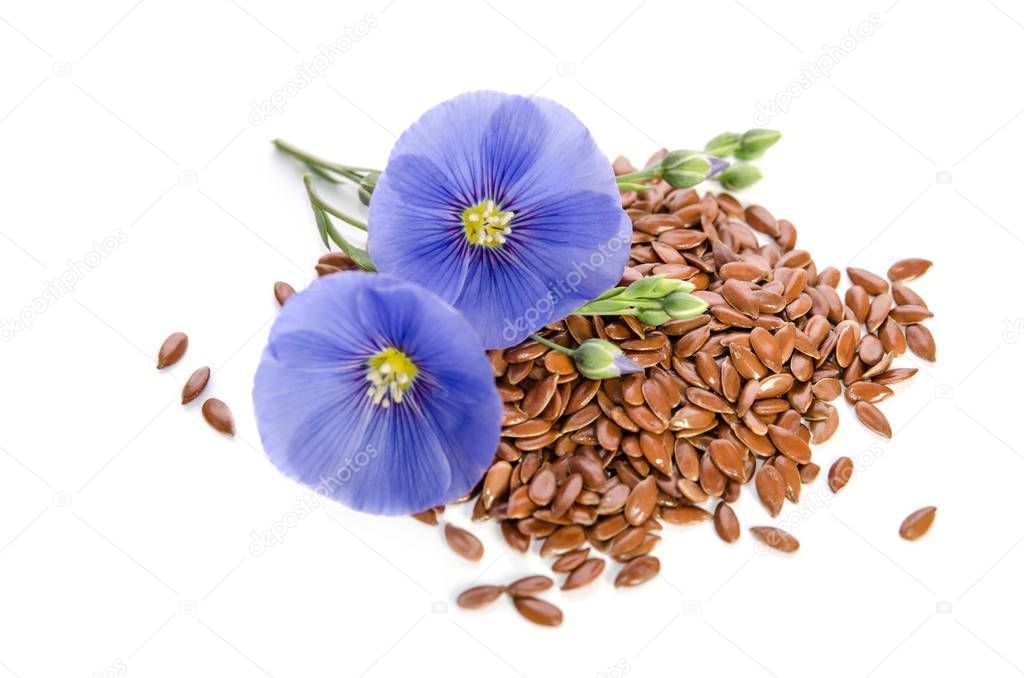 Beautiful flowers of flax with seeds isolated  on white background