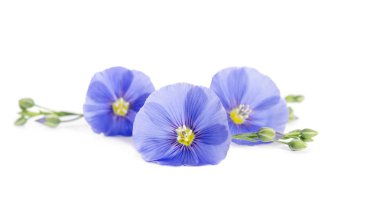 Beyaz arka plan üzerinde izole keten güzel çiçekler