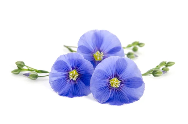 Hermosas flores de lino aisladas sobre fondo blanco — Foto de Stock