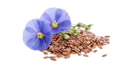 Beautiful flowers of flax with seeds isolated  on white background clipart