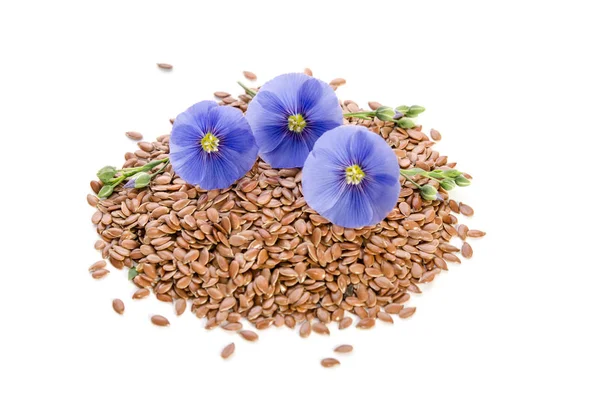 Beautiful flowers of flax with seeds isolated  on white background — Stock Photo, Image