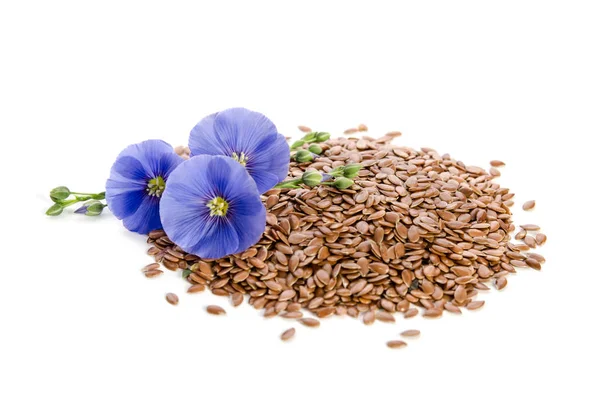 Beautiful flowers of flax with seeds isolated  on white background — Stock Photo, Image