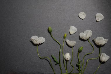 gri arka plan üzerinde beyaz haşhaş