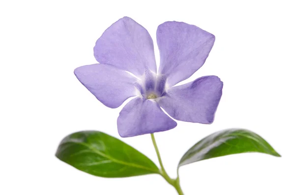 Periwinkle flower isolated on white background — Stock Photo, Image