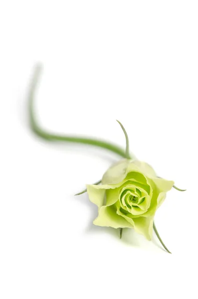 Rose verte unique (Eustoma flower) isolée sur fond blanc — Photo