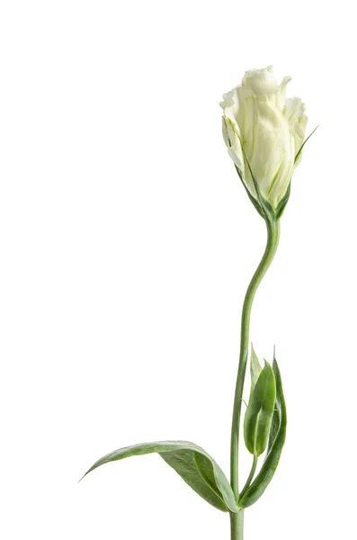 Única rosa branca (flor Eustoma) isolada sobre fundo branco — Fotografia de Stock